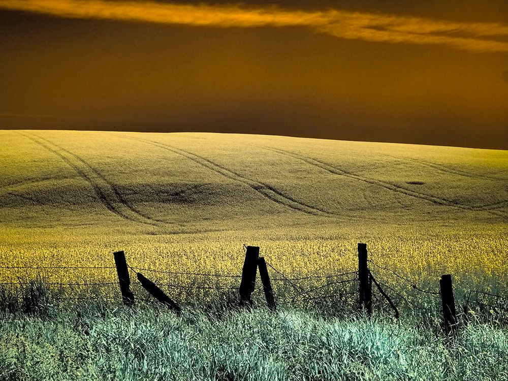 USA-Washington State-Palouse region-Fence and field of wheat art print by Terry Eggers for $57.95 CAD